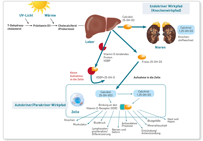 25oh витамин d. Vit d в старении. Нормы total Vitamin d - 25 Oh (витамин д общий).